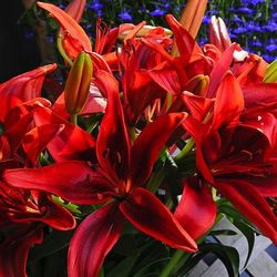 Lilium 'Monte Negro', Lily 'Monte Negro', Asiatic Lily 'Monte Negro', Asiatic Hybrids, Asiatic Lilies, Red Lilies, Lily flower, Lily Flower